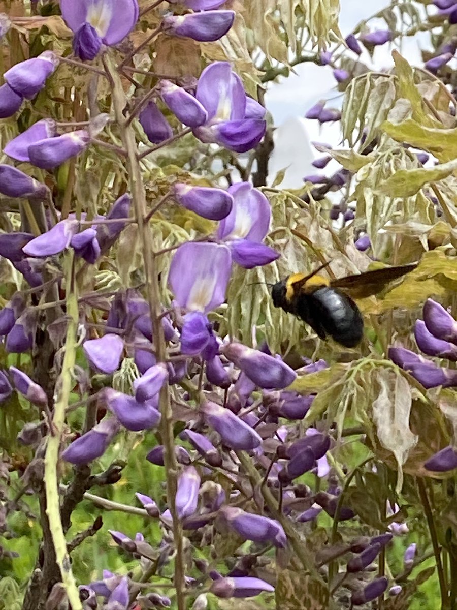 5gocchi¸.•💙 *¸.•❤️ tweet media