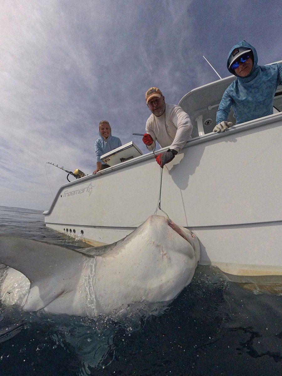 ChipHHI's tweet photo. First tiger shark of the season, and it’s a porker.  Hopefully a good sign of the summer. 
Still not sure about this insta360 camera, little fuzzy but it gets everything. https://t.co/9ASqXhIaKE