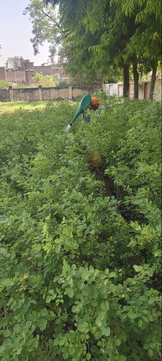 नर्सरी में उर्वरक छिड़काव का कार्य प्रगति पर रहा। स्वस्थ एवं गुणवत्तापूर्ण पौध तैयार करने हेतु आवश्यक तैयारियाँ की जा रही हैं।