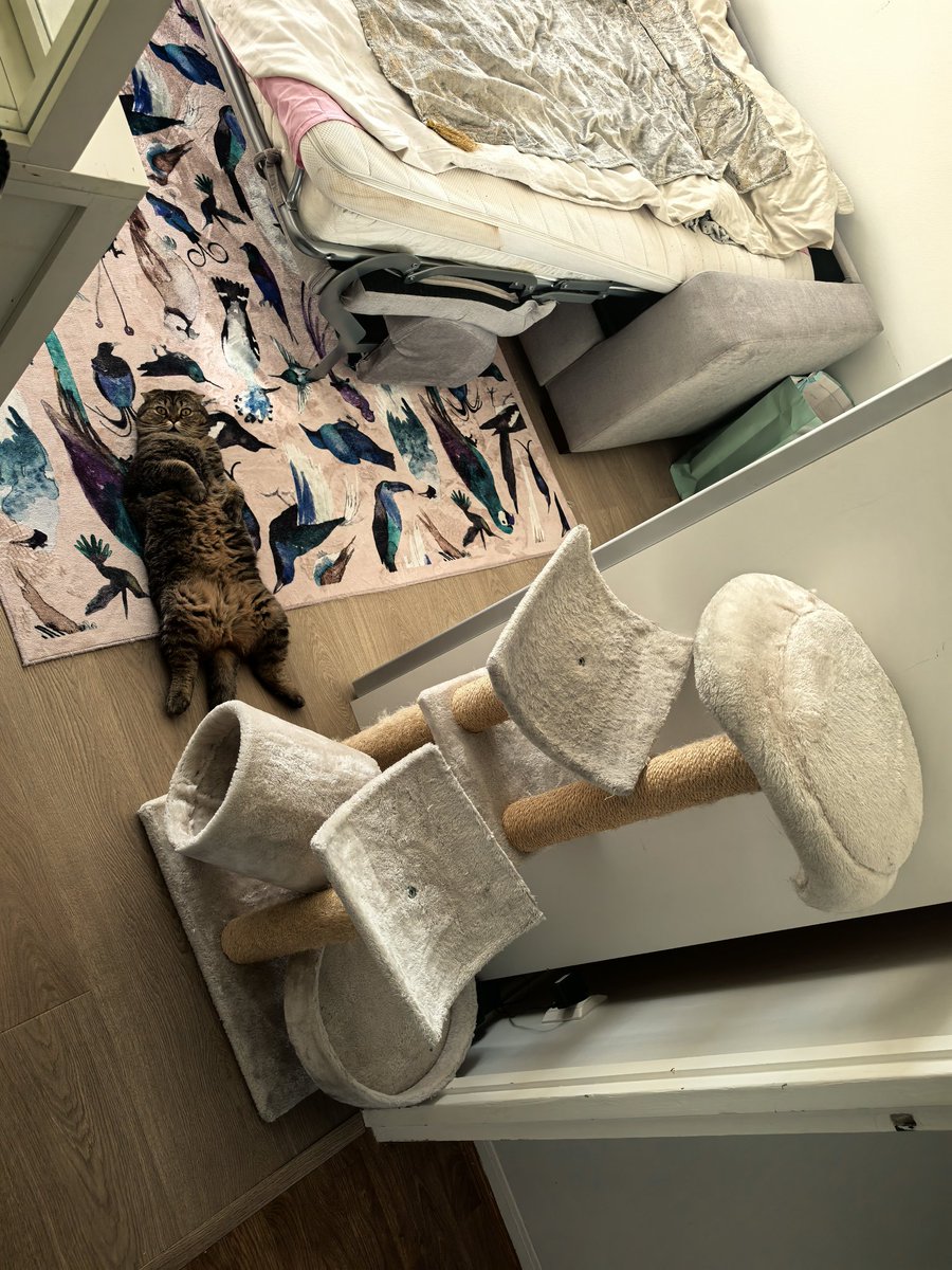 catto 🇫🇮🇪🇪 tweet media