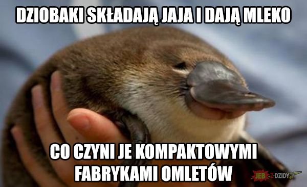 Premier hr. Mizogin tweet media