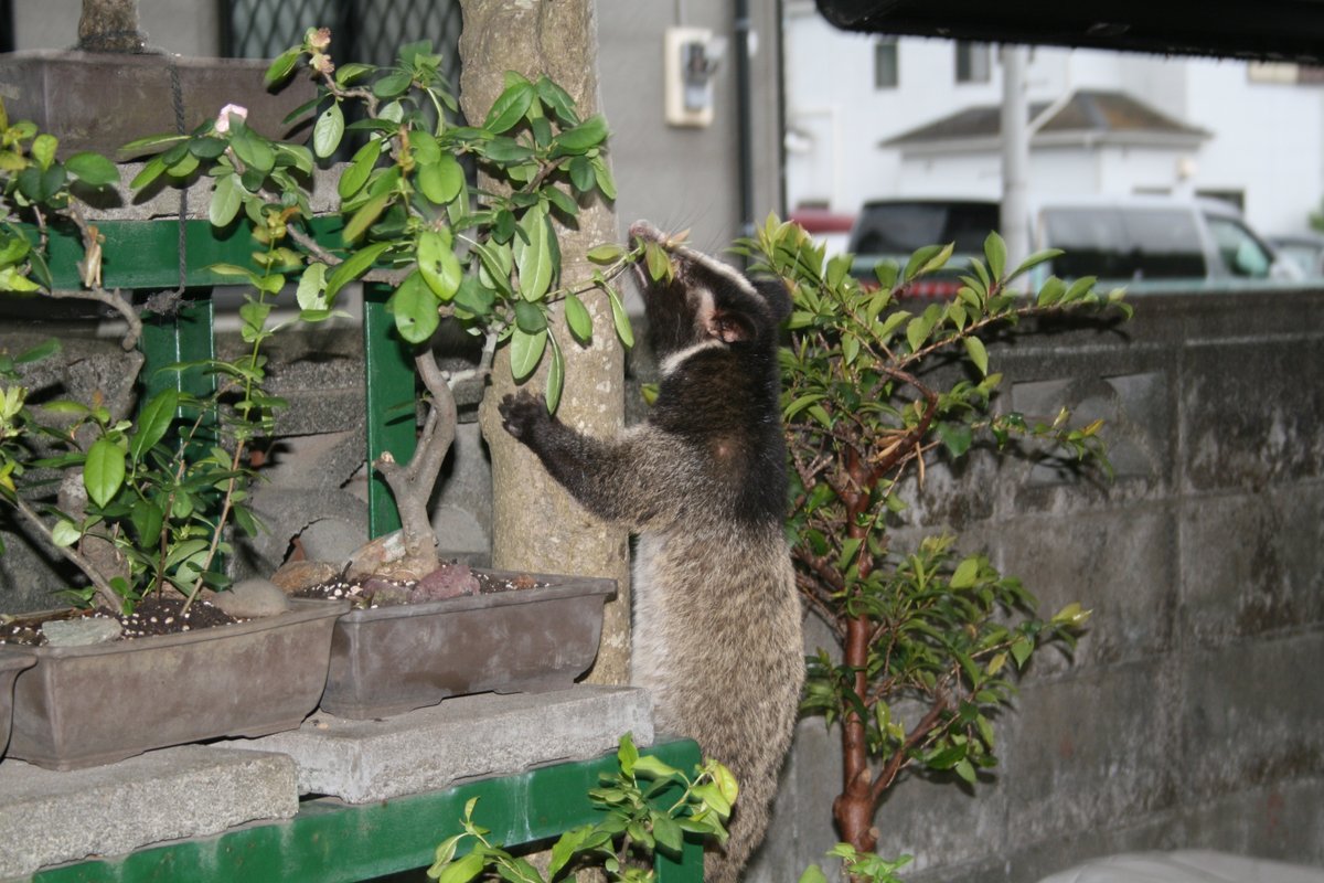 EishingMR-X tweet media