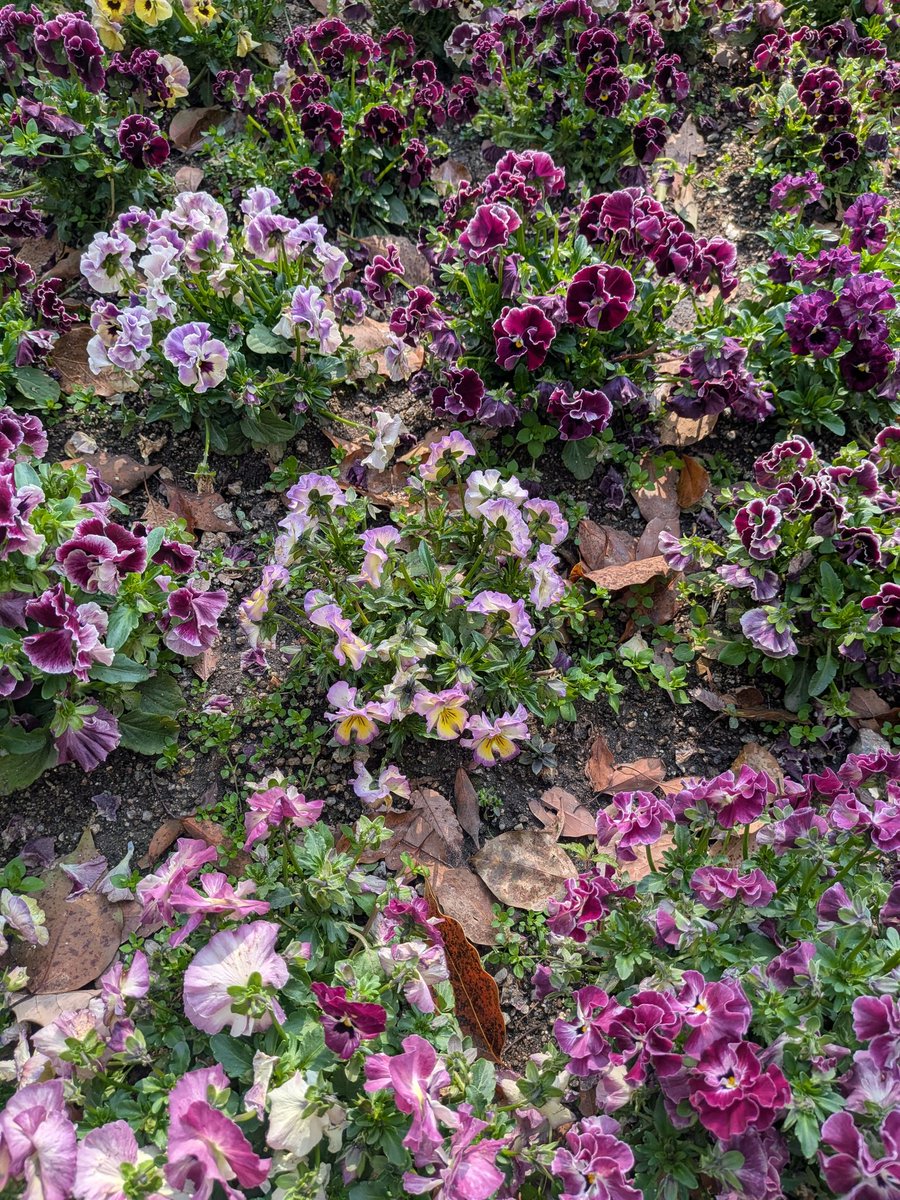 ヨッシー tweet media