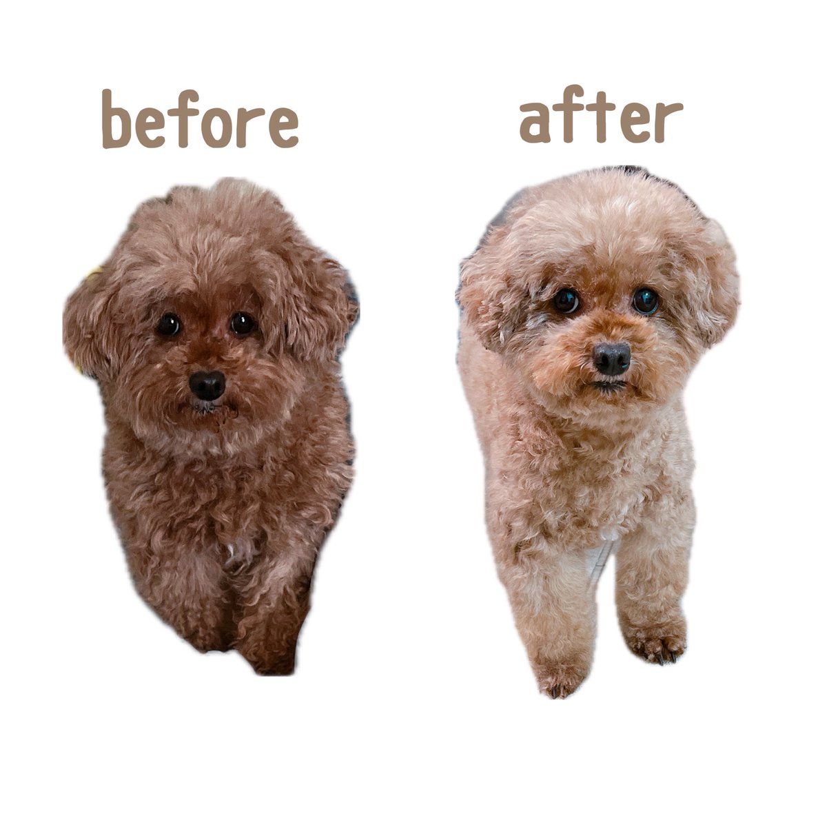 Chibidesu007's tweet photo. 散髪してあげた💈🐶
毛量凄すぎて時間かかって腰死んだ😇笑
トリミングサロンに行きたかったけど
時間が無いのでママミングですまん🙏🏼
それにしても別人すぎるww https://t.co/EhcyLZ9xzM
