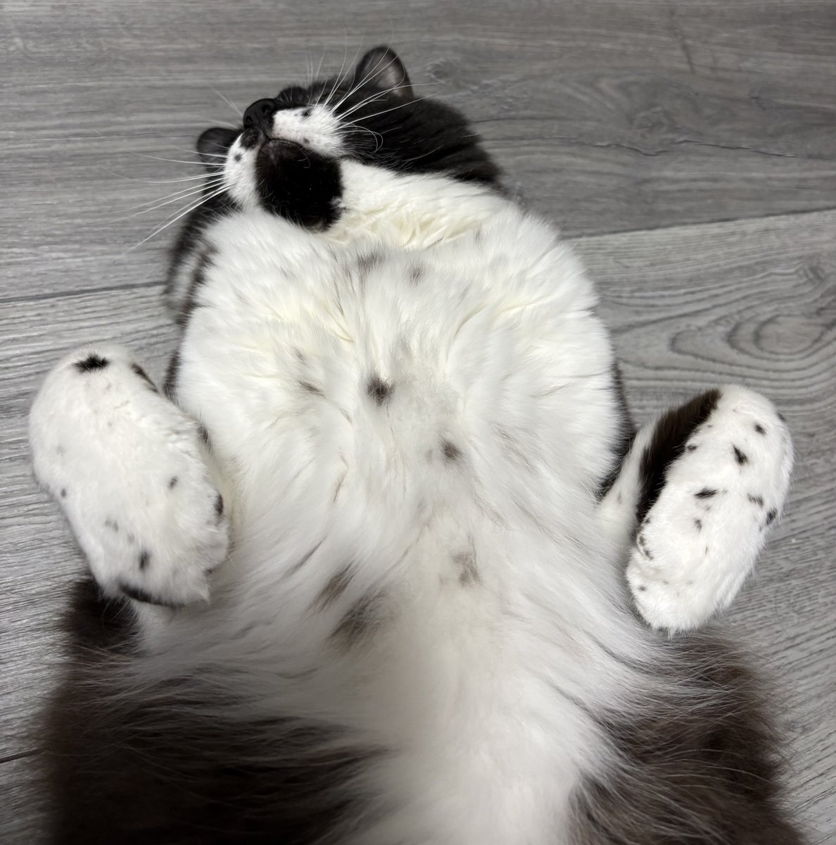 墨(ぼく)くん tweet media