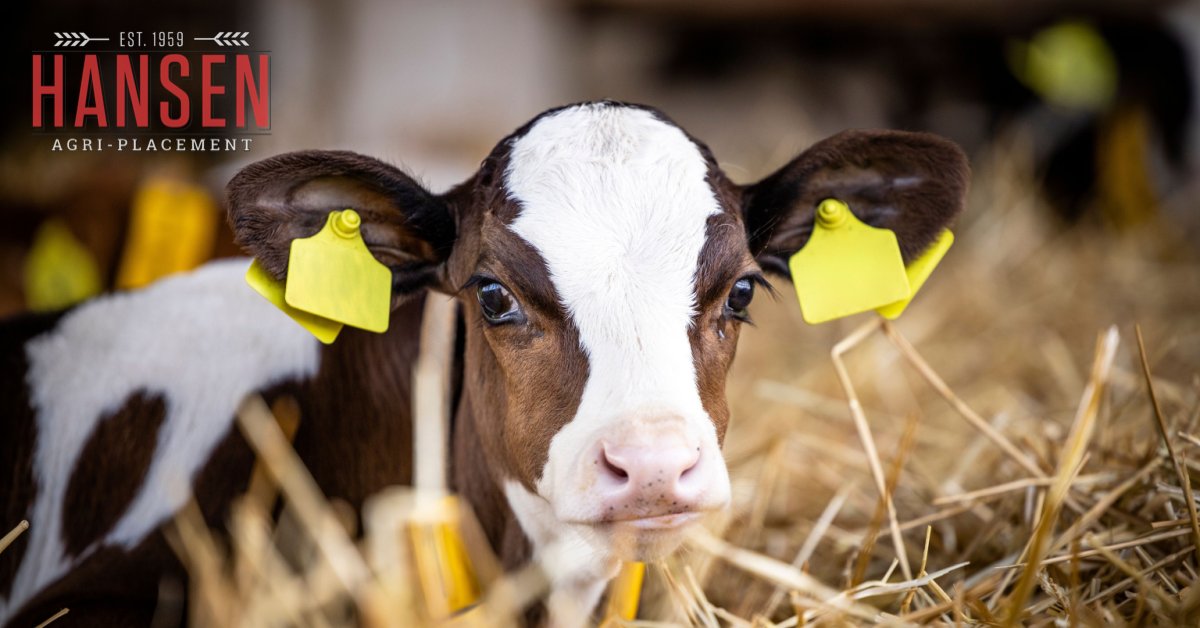 HansenAgriPLCMT's tweet image. Calf Manager (KH-11135)
$16.00 - $20.00 Hourly
Kentucky
#AgJobs #CalfManager #DairyProduction #DairyFarmJobs
hansenagriplacement.com/jobs/calf-mana…