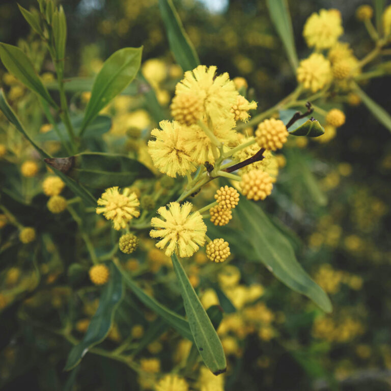 InvasionScience's tweet photo. For more than 40 years, Prof Richardson has focused his research on the ecology and management of invasive non-native tree species.

Read the full article by Heather Dugmore at SU Research for Impact
https://t.co/jN3mKqt5D8 https://t.co/CWw9NSFNRu