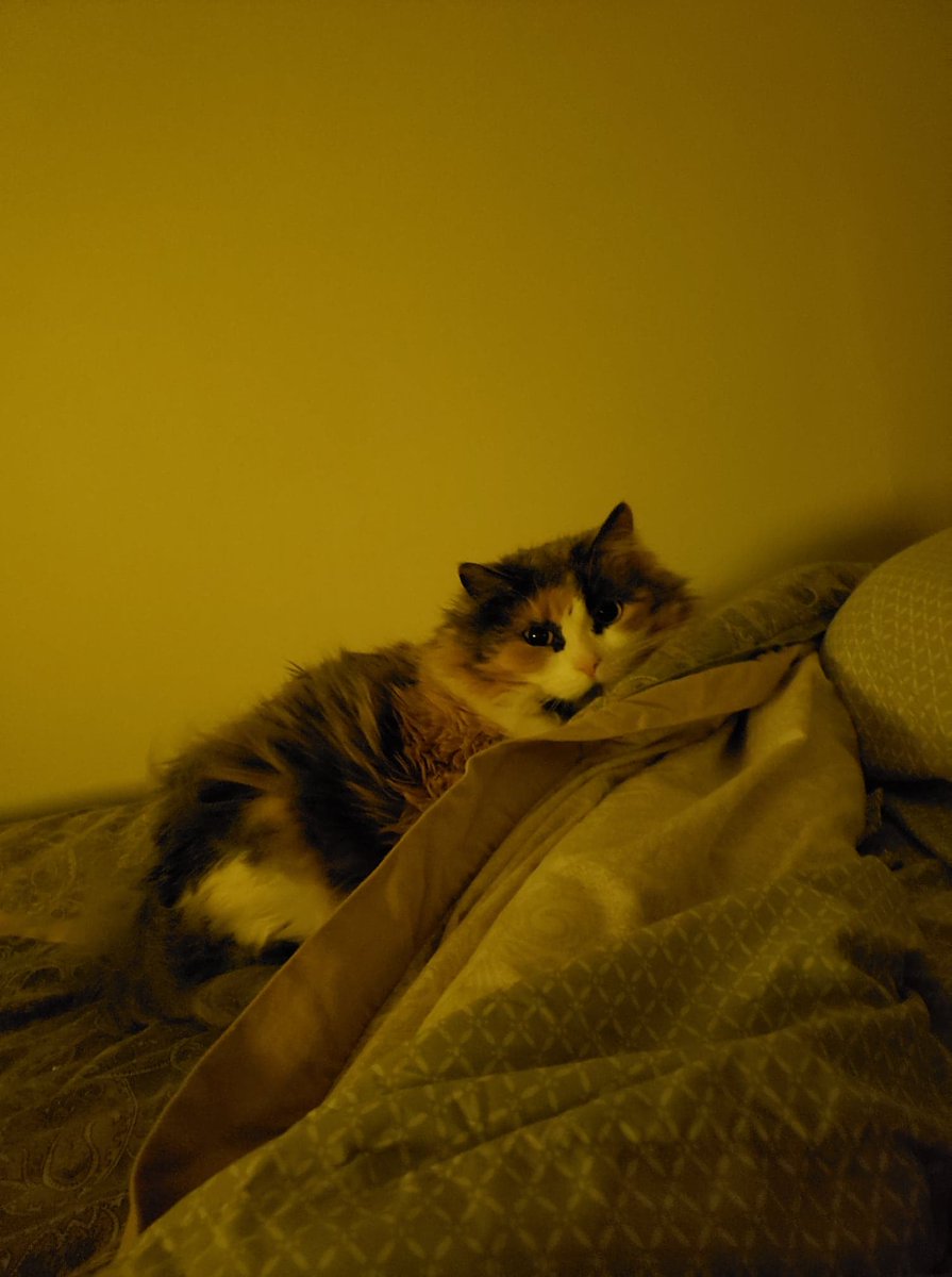 BootheJ24458's tweet image. This is Baby. She was the Queen. I miss my baby girl.
#writingcommunity #pets #authorlife