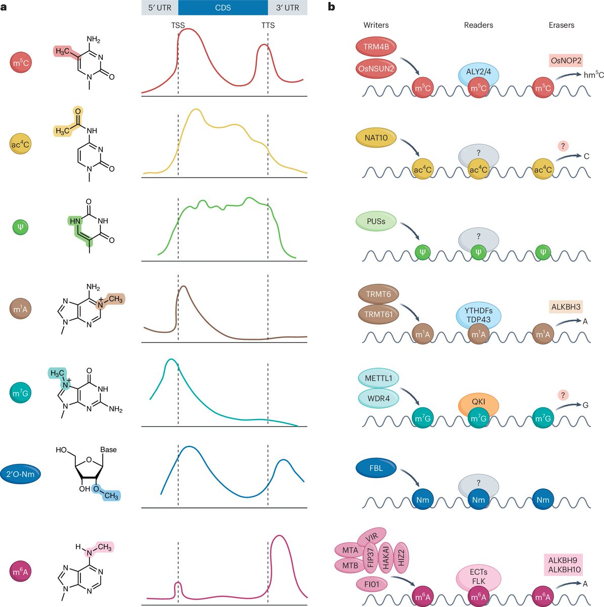 NaturePlants's tweet photo. New Review Article: "Emerging roles of non-m6A mRNA modifications in plants" https://t.co/iqJNB6ohcU

This Review highlights emerging roles of non-m6A modifications, such as 5-methylcytosine, N4-acetylcytidine and pseudouridine, in plant mRNAs. https://t.co/WAdevqnDJw