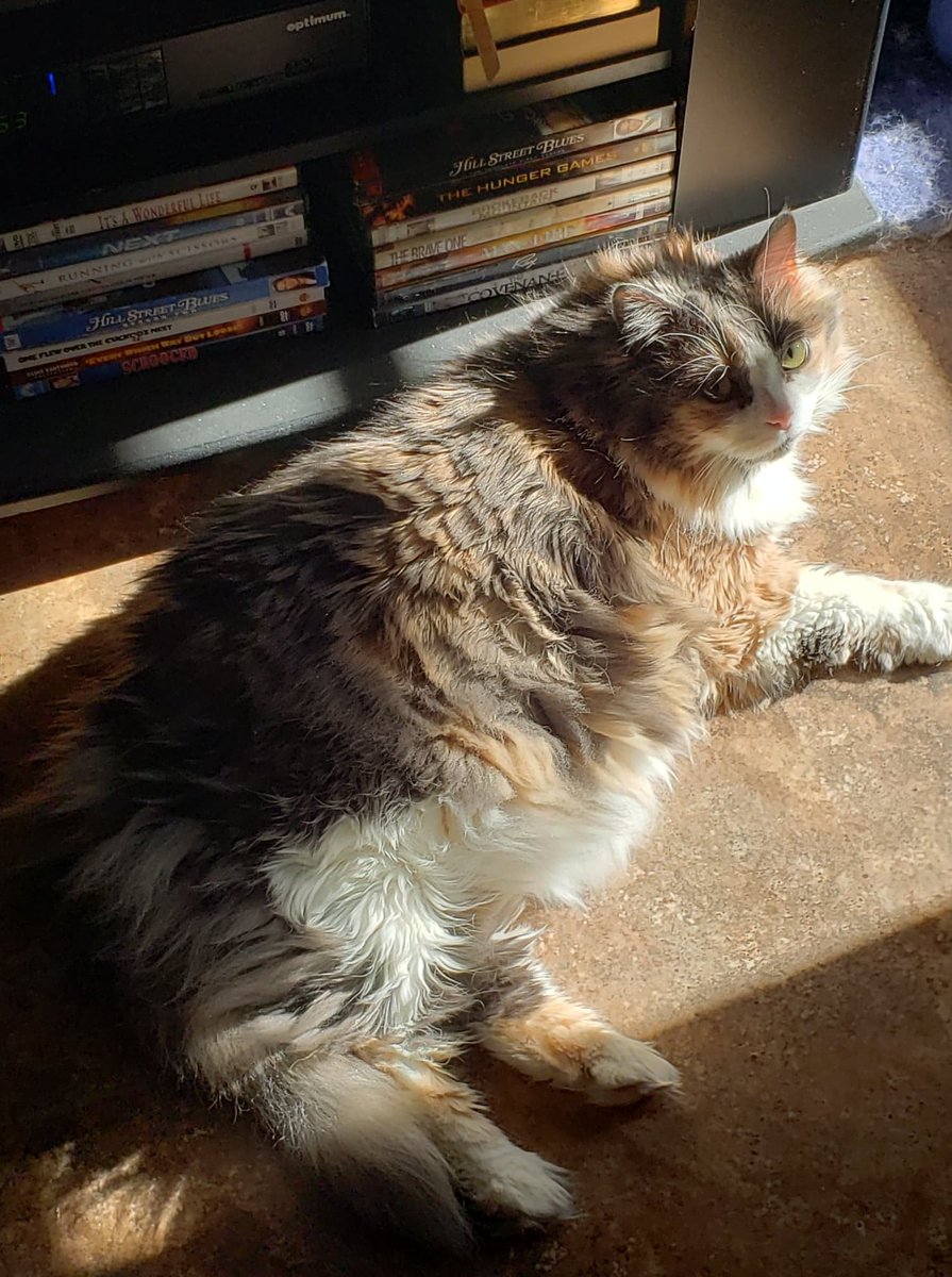 BootheJ24458's tweet image. This is Baby. She was the Queen. I miss my baby girl.
#writingcommunity #pets #authorlife