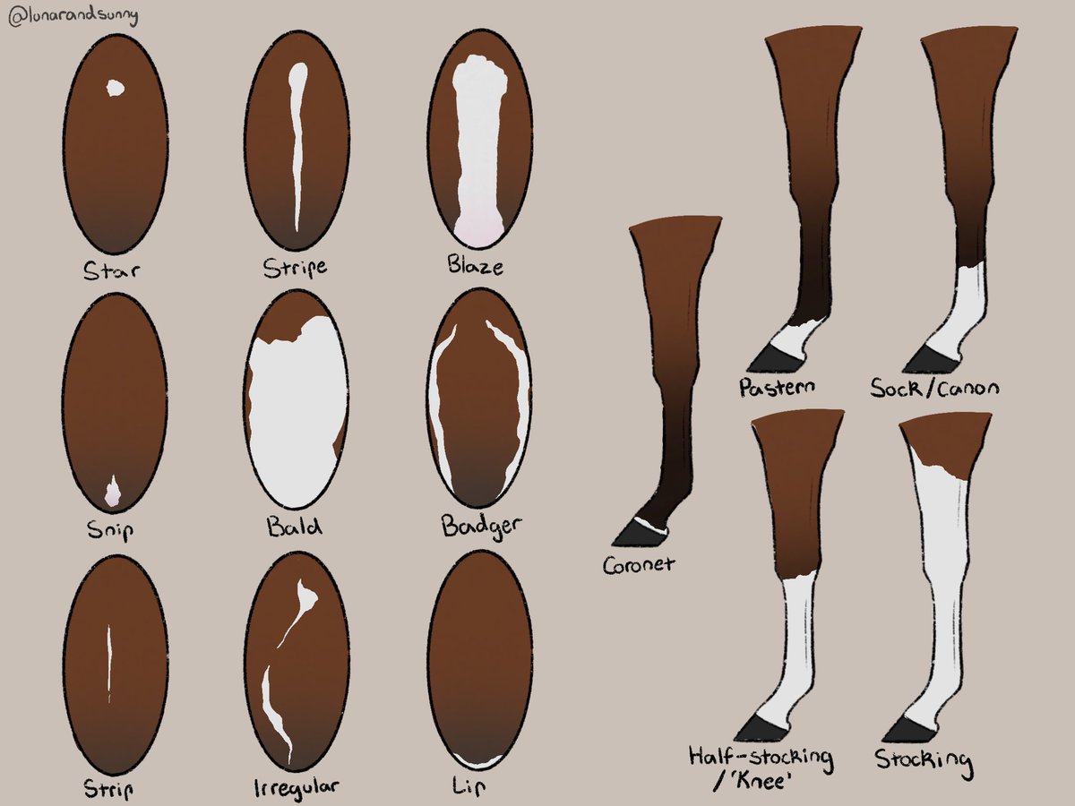 Lunar & Sunny 🐴 tweet media