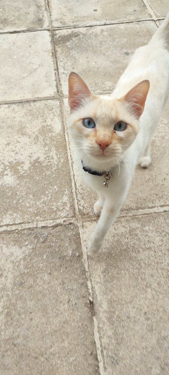 Οι ποδάρες της Σέλλι 안희🔮🏐 🌪️🏆🦌 tweet media