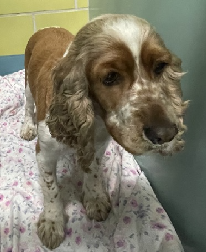NMBewitched's tweet image. Scrolling through nycacc.org 
Low, I mean low &amp;amp; behold 
An English Cocker Spaniel 

Meet Julie 
New Dog on the Block 
nycacc.app/#/browse/250539
Rescue Only🔥
#FosterMe 
#Pledge4Rescue 

I admit, I am offended! 
This 3yr old champion belongs playing ball, running free