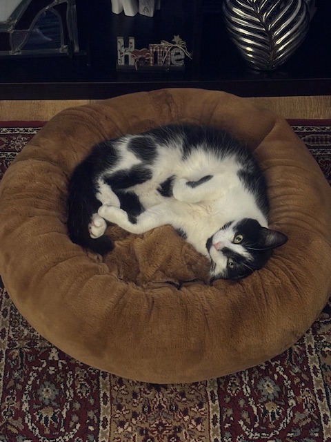 petnhome's tweet image. Here's our Scouse demonstrating how #cute your cat could look if you were to treat them to a new furry #donut bed! 😽

PnH® Plush #Fur Donut Bed. Super Soft, Anti Anxiety &amp;amp; #Calming Snuggle Bed, by petnhomeLtd 
 etsy.me/4mtgUpv via @Etsy 

#MHHSBD #catsofX #cats #catbed