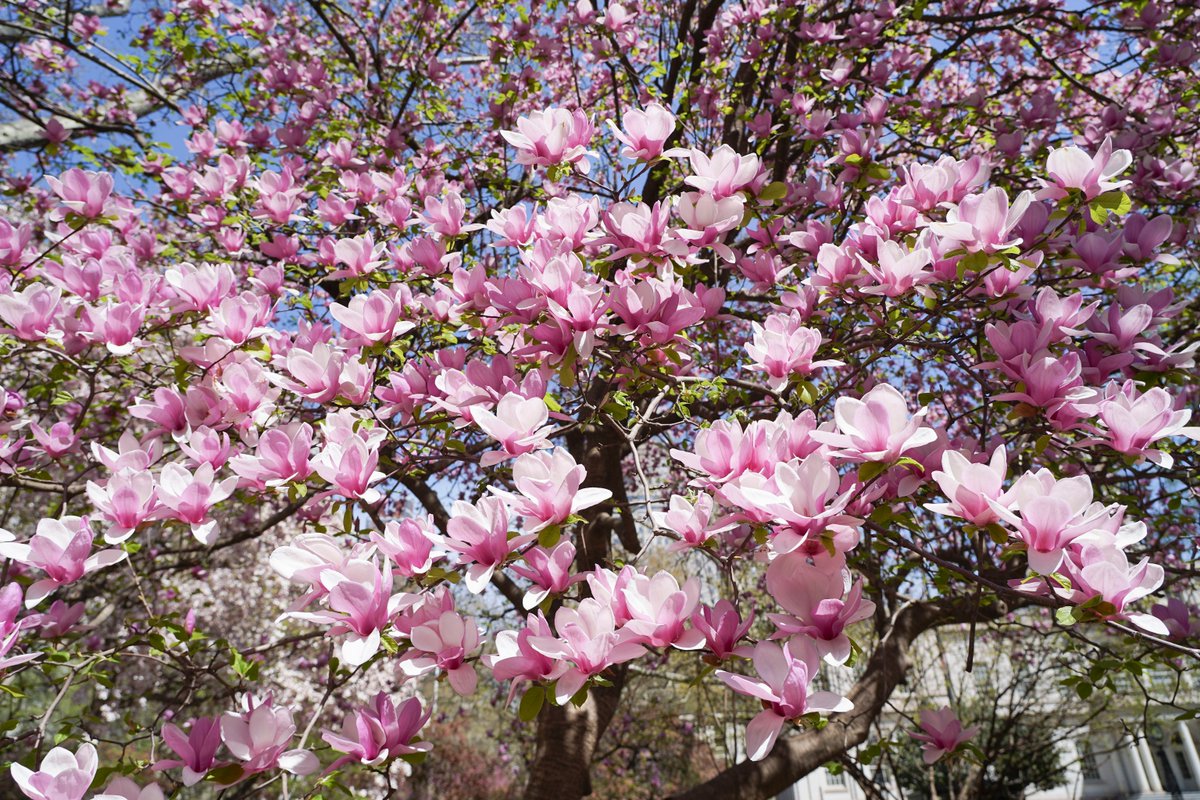 New York City Council tweet media