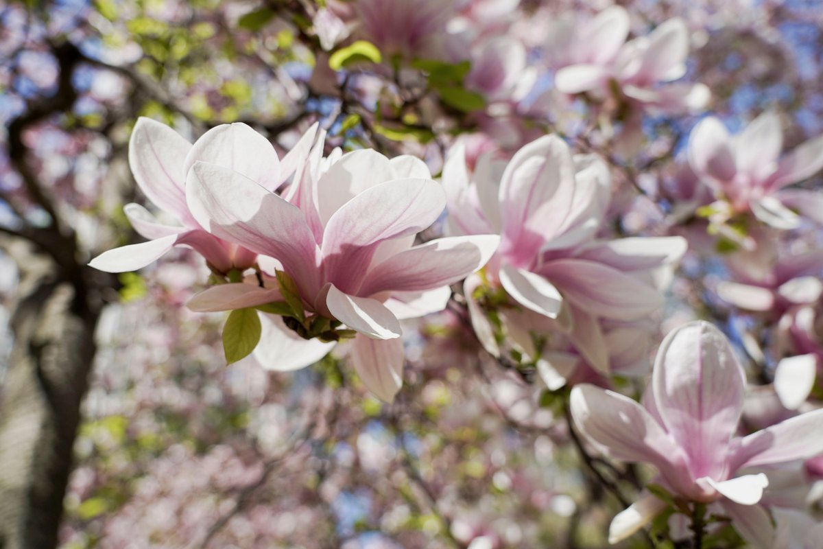 New York City Council tweet media