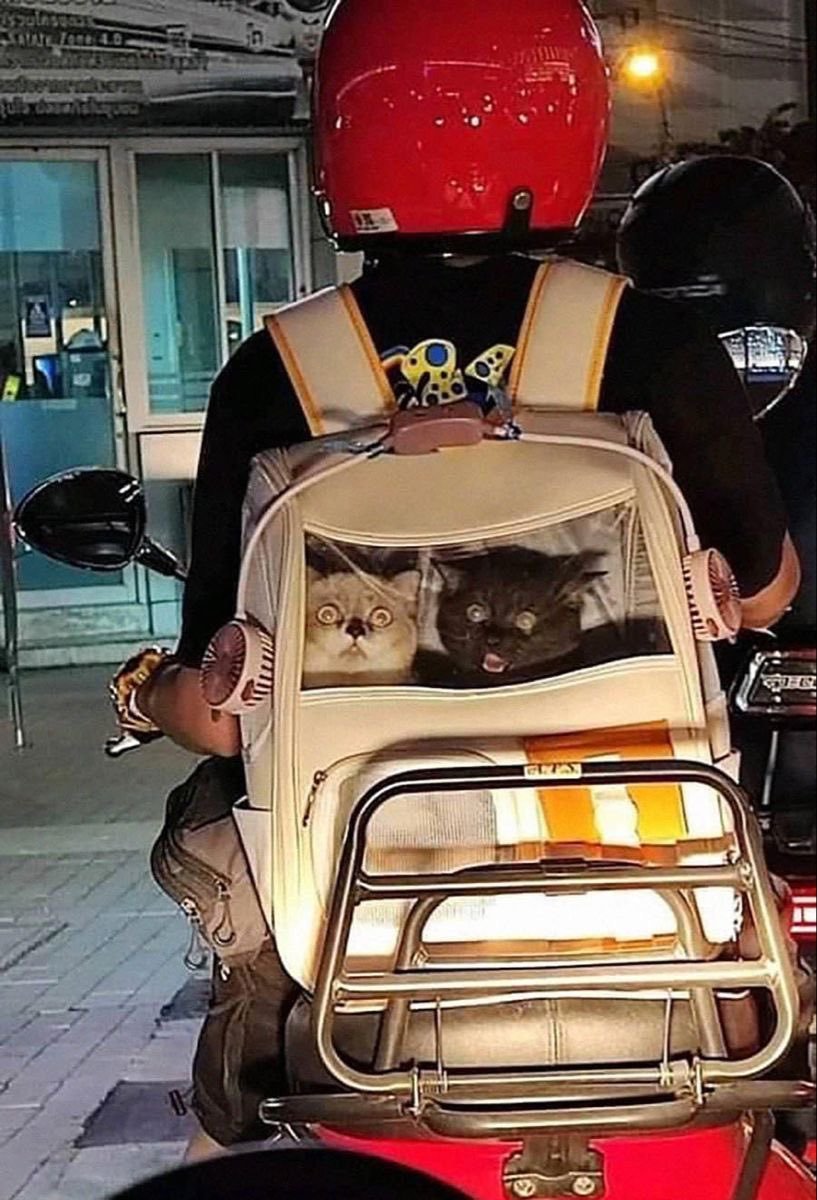 The Cats 𝕏 tweet media