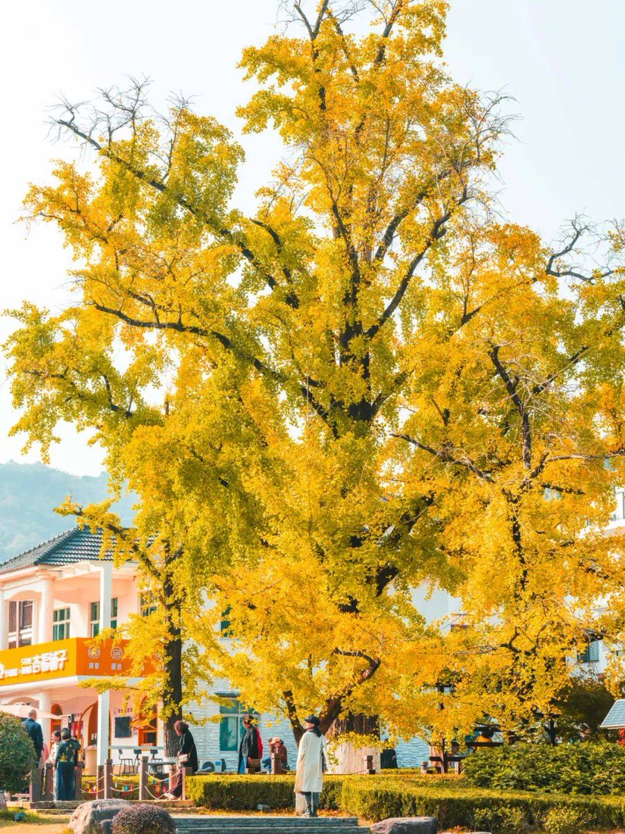 _misselise's tweet photo. Autumn breeze, golden leaves, warm latte—perfect fall vibes! https://t.co/VpSlBvJvGd