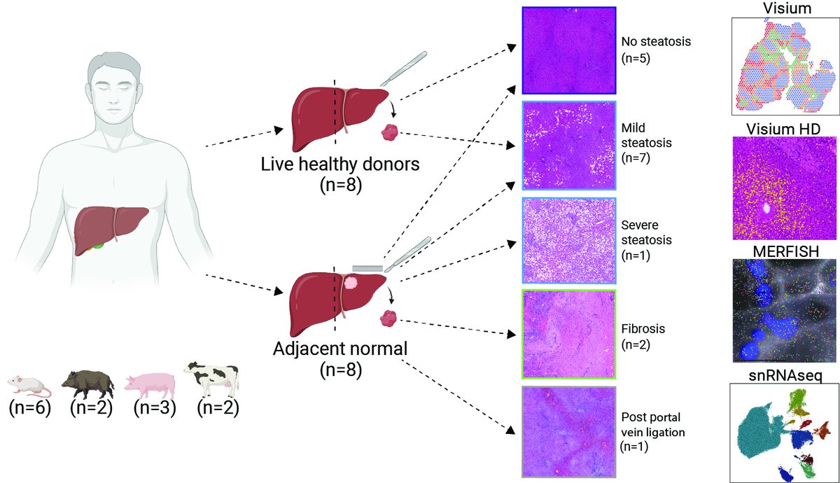 shalev itzkovitz tweet media
