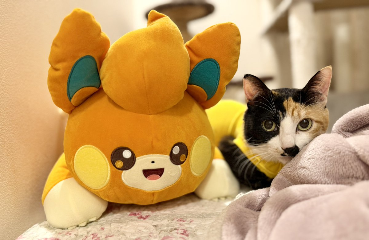 ドン・ぶっちゃ tweet media