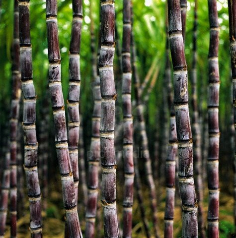 NaijaFarmer tweet media