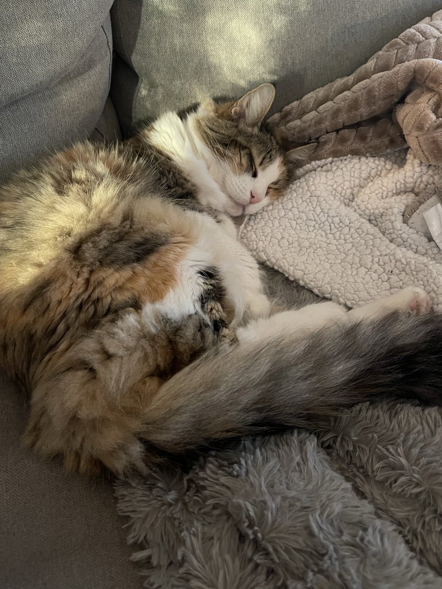 Spinachee tweet media