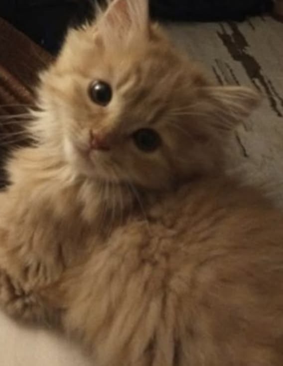 ⊹ ࣪ ﹏𓊝﹏𓂁﹏⊹ ࣪ ˖ Blue 𓆝 𓆟 𓆞 𓆝 tweet media