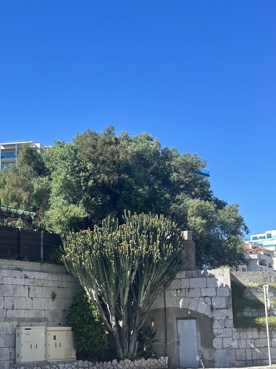 GSD 父 Lady tweet media