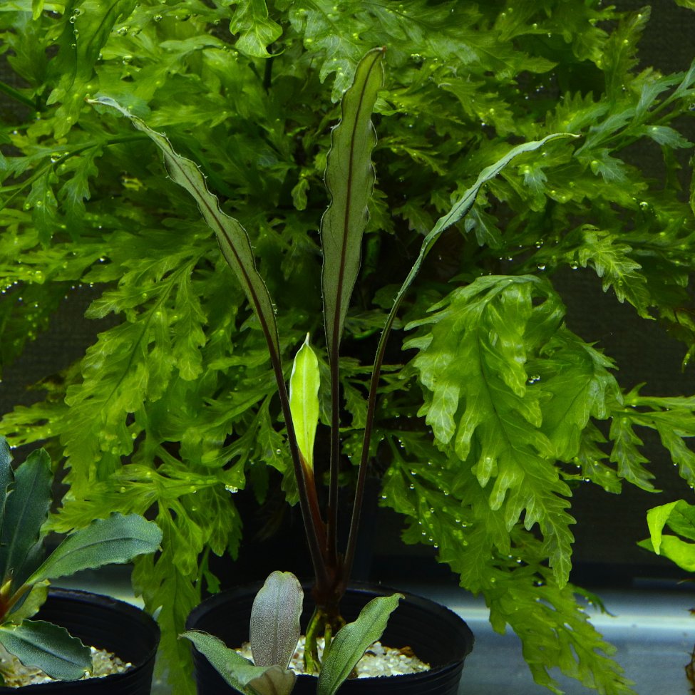 ブケファランドラsp.'シルバーイーグルレッド' Bucephalandra sp