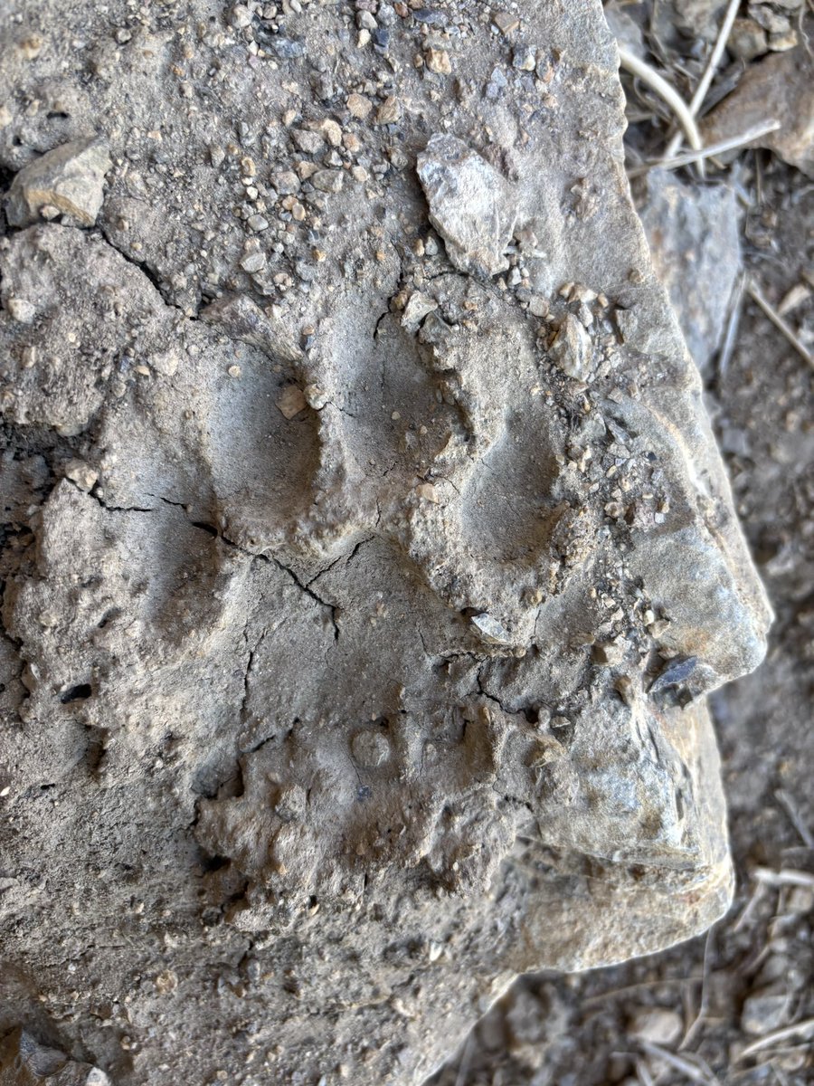 Beautiful blue sheep grazing in the beautiful Himalayas! And a snow leopard pug mark 🤩🤩🤩