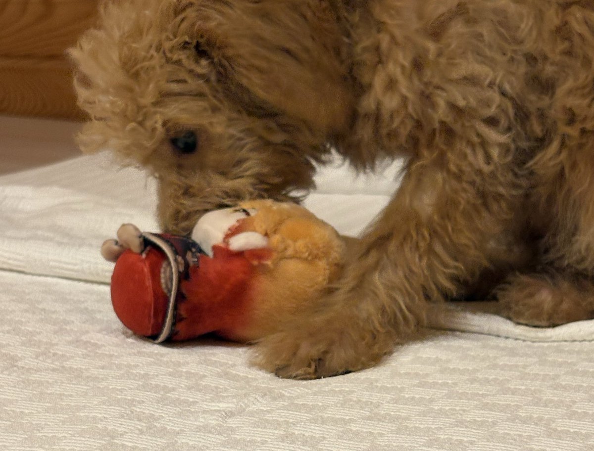 mydeiplush's tweet image. Plushdeimos has been attacked by a ferocious beast !! #Mydei