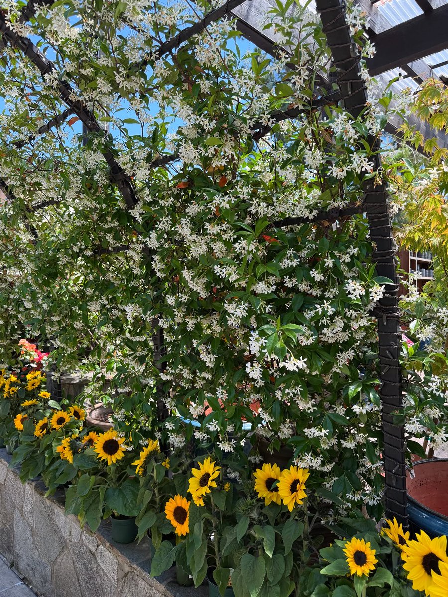NannaFreja's tweet photo. Amidst a quiet bloom of flowers,
life suddenly becomes very concrete and very gentle https://t.co/baYEFfNjWT