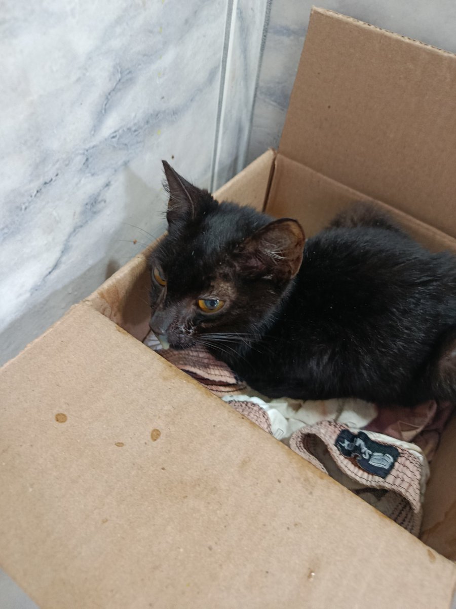walliekath's tweet photo. ⚠️⚠️ ATENÇÃO POR FAVOR: ontem eu resgatei esse gato filhote abandonado, ele está bem resfriado, desnutrido, e com infecção grave na boca, ele não tem muito tempo e eu não tenho dinheiro pra levar ao vet ainda, não recebi. QUEM PUDER AJUDAR DOANDO, POR FAVOR. ++ https://t.co/O5QgUiJPSN
