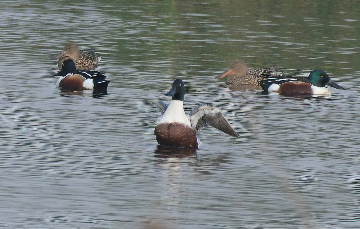 Northern Shoveler-- Lahore