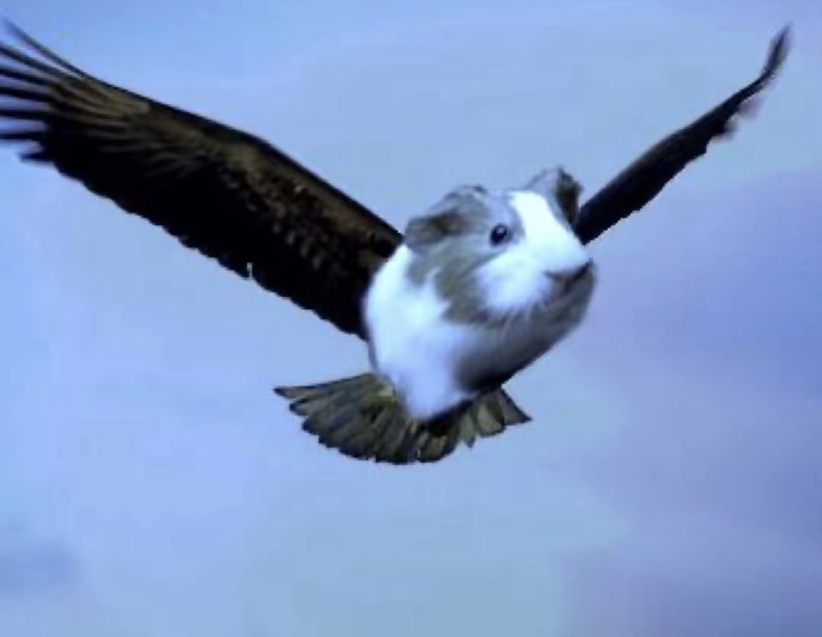 🐹maurice🩷 tweet media