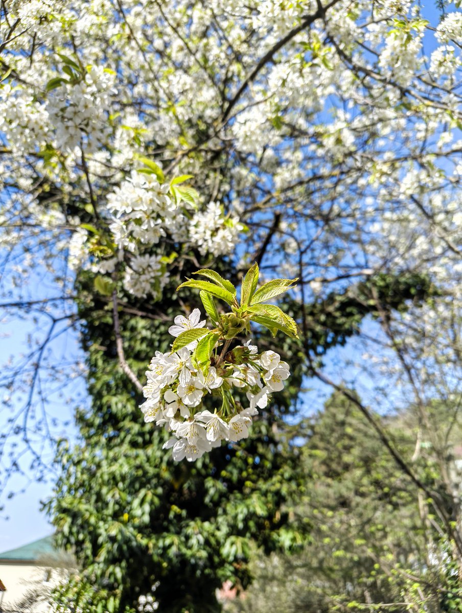 🤩Acelasi cires, astazi, 15 aprilie 2026.