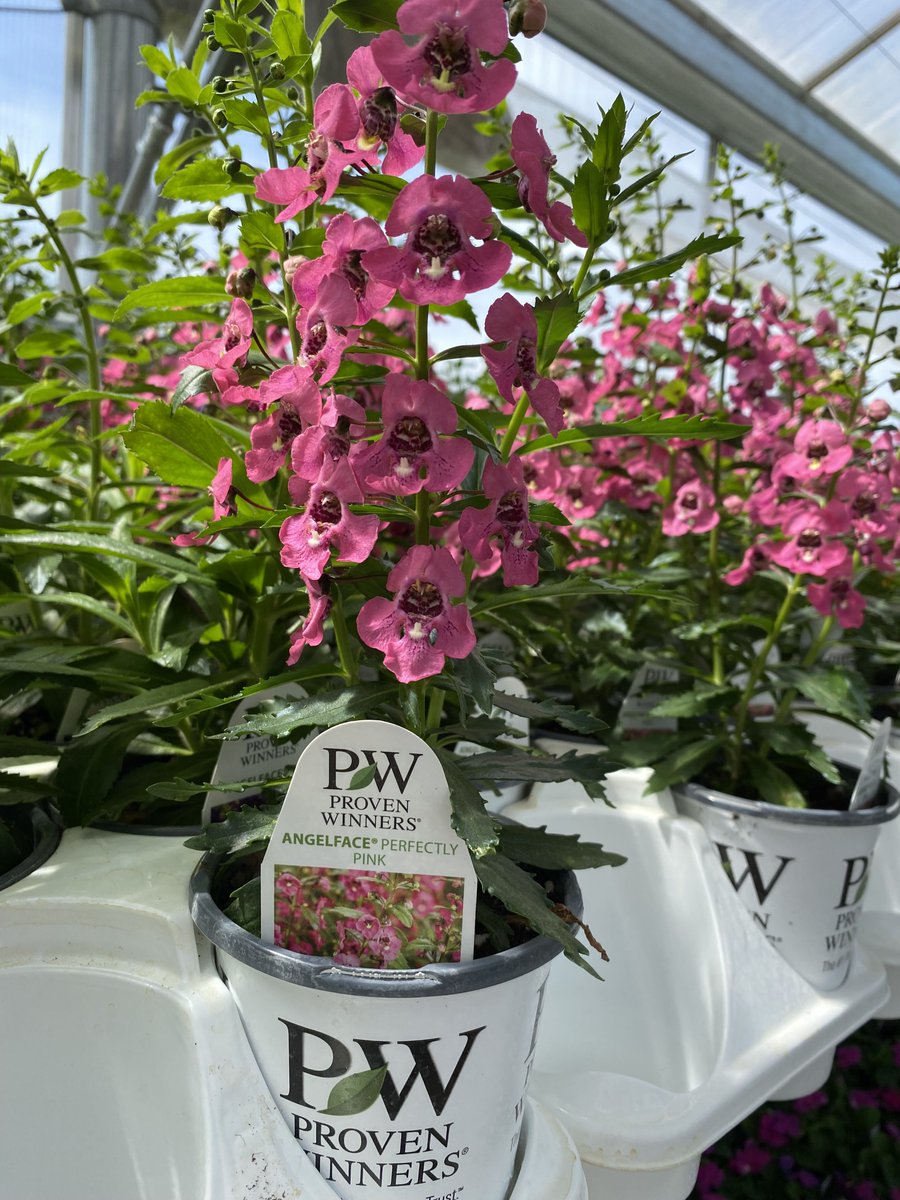 AnnaFFAChapter's tweet photo. Spring is calling!

Orders are officially OPEN for our flowers, hanging baskets, and  vegetables! Head over to our website at https://t.co/UrmF5IKohy to place your order and bring some bright, fresh color to your garden this season! Orders will be accepted through April 30. https://t.co/EdQI3g0eDB