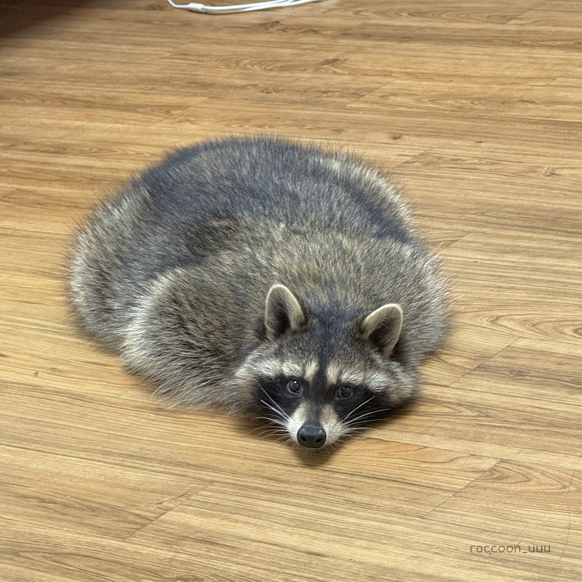PlusGifti's tweet photo. So lovable https://t.co/592kLEL6BG