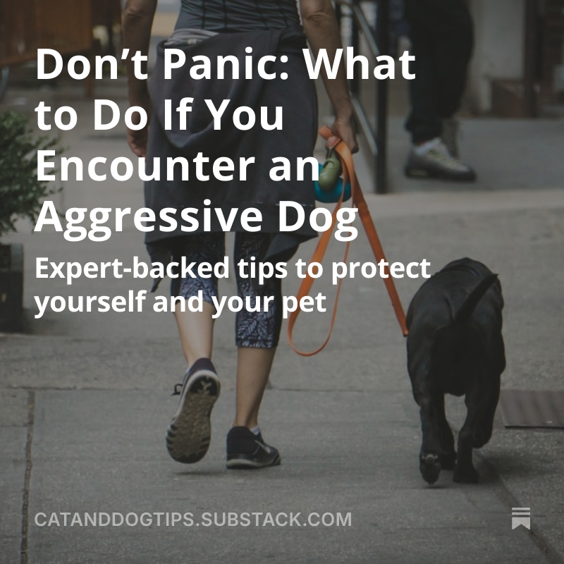 CatsAndDogsTips's tweet image. Whether you’re walking your own dog or simply out and about, knowing how to react can prevent injury - for you, your dog, and others. #Dogs #Doglovers #DogWalking #DogWalkers  medium.com/@CatsAndDogsTi…