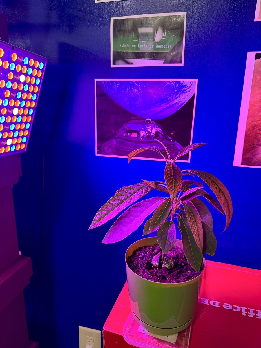 SpaceByStorm's tweet photo. @NASAAdmin my students & I are growing this Avacado tree in my Science classroom. Got me thinking. What plants will we be bringing to @NASAMoonBase when we go back to stay? I’m sure the experience we’ve gathered from growing plants 🌱 on @Space_Station will help!  Mark Watney we need you! @andyweirauthor