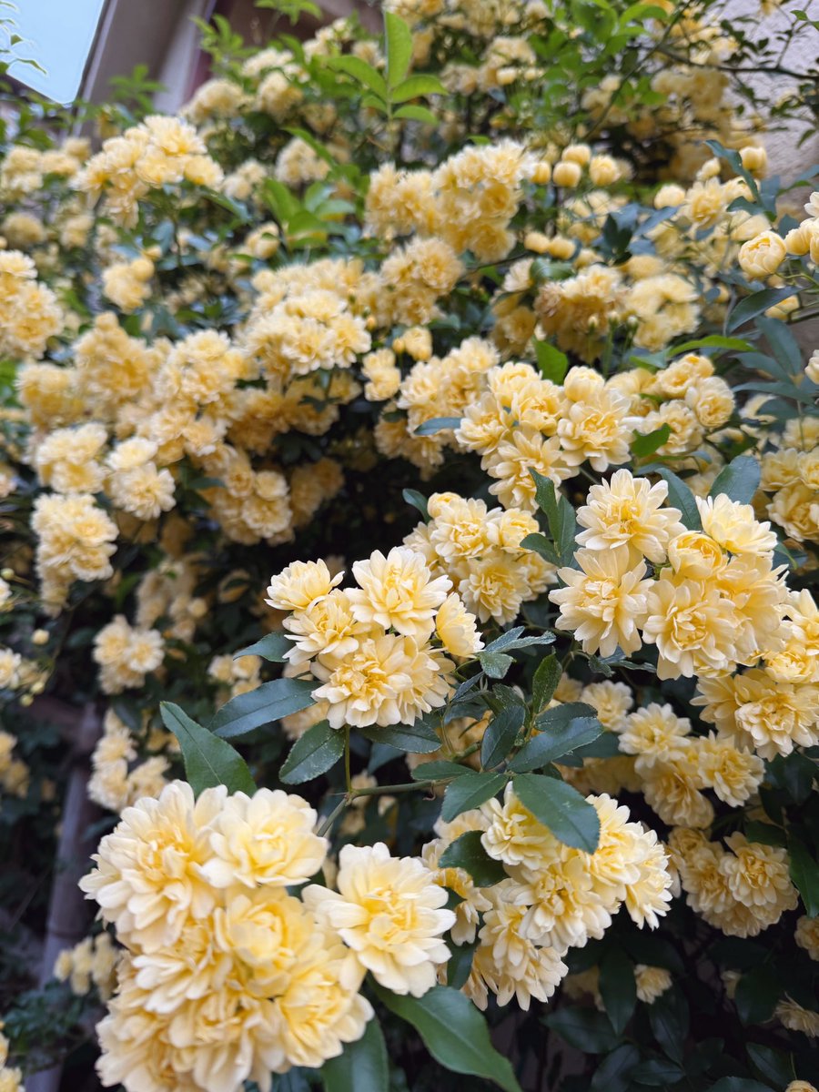 マシュウ🌟🦌🦝 tweet media