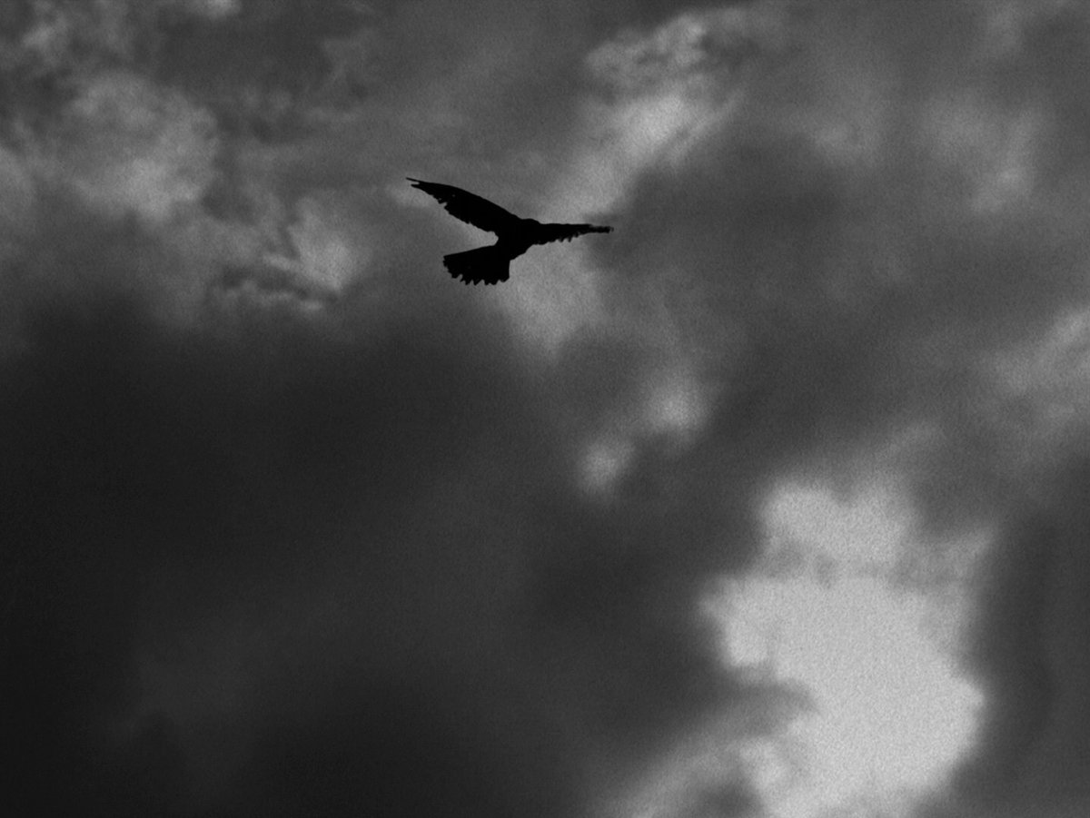 FilmFrame tweet media