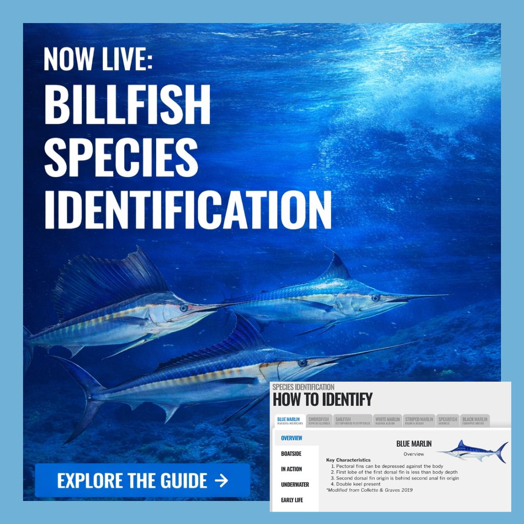 TagBillfish's tweet photo. Think you can tell them apart?

From sailfish to marlin to swordfish, identification is not always as simple as it looks. Our brand new Species Identification guide breaks it all down.

Now live:
https://t.co/vMxHAOF2CT https://t.co/os1Ixi000u