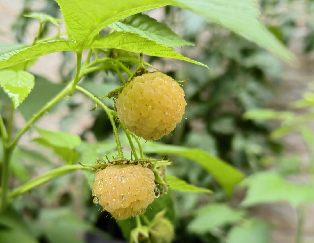 sebastos tweet media