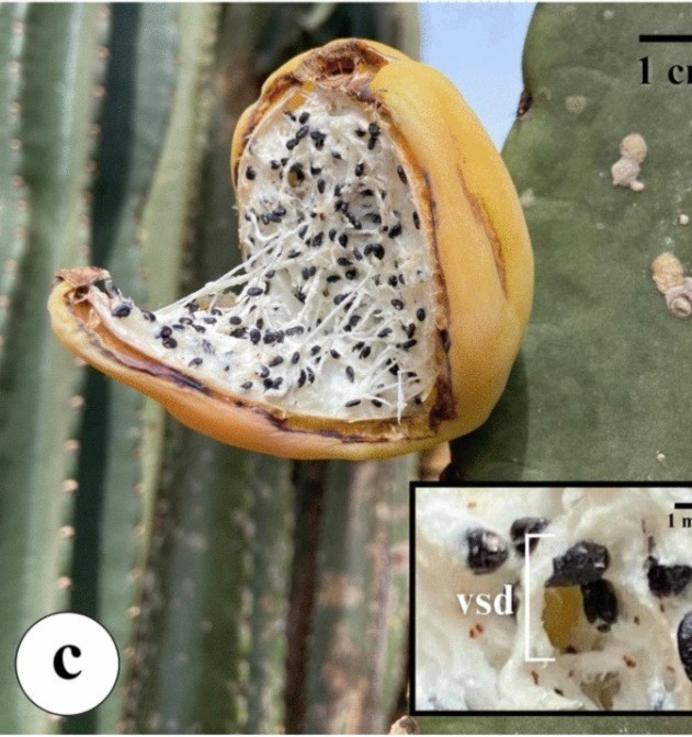 CanLightSource's tweet image. #ResearchInAction: Researchers @usask @oficialUEM are using the CLS to study seeds from the fruit of the mandacaru cactus. For generations, Indigenous communities in Brazil have used the plant and its fruit for food, animal feed, and traditional medicines: bit.ly/3NYwf4S