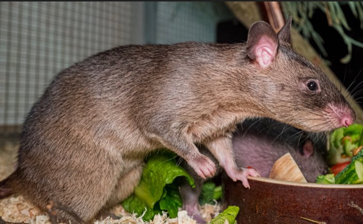 Pathfinder tweet media