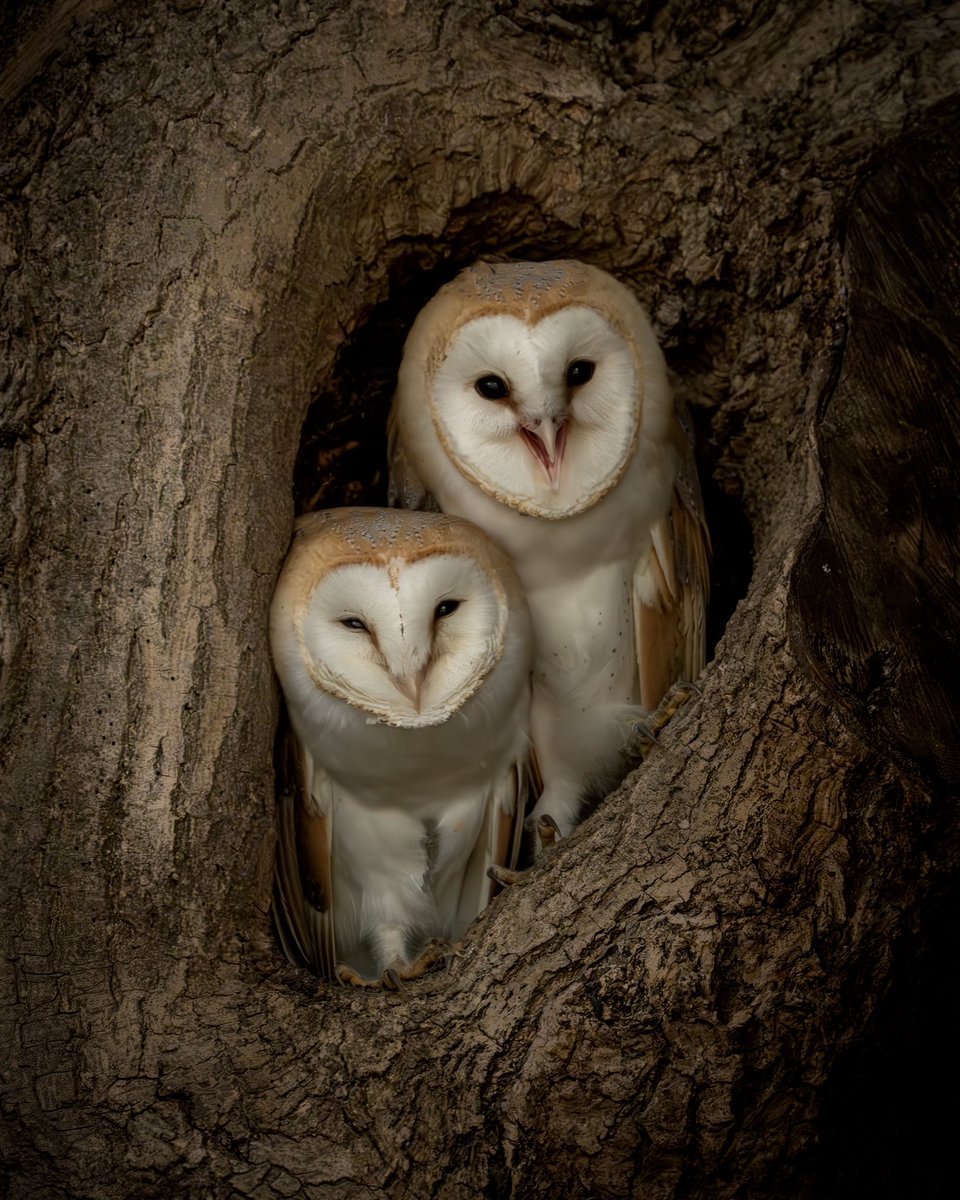 Paul Browning Photography tweet media