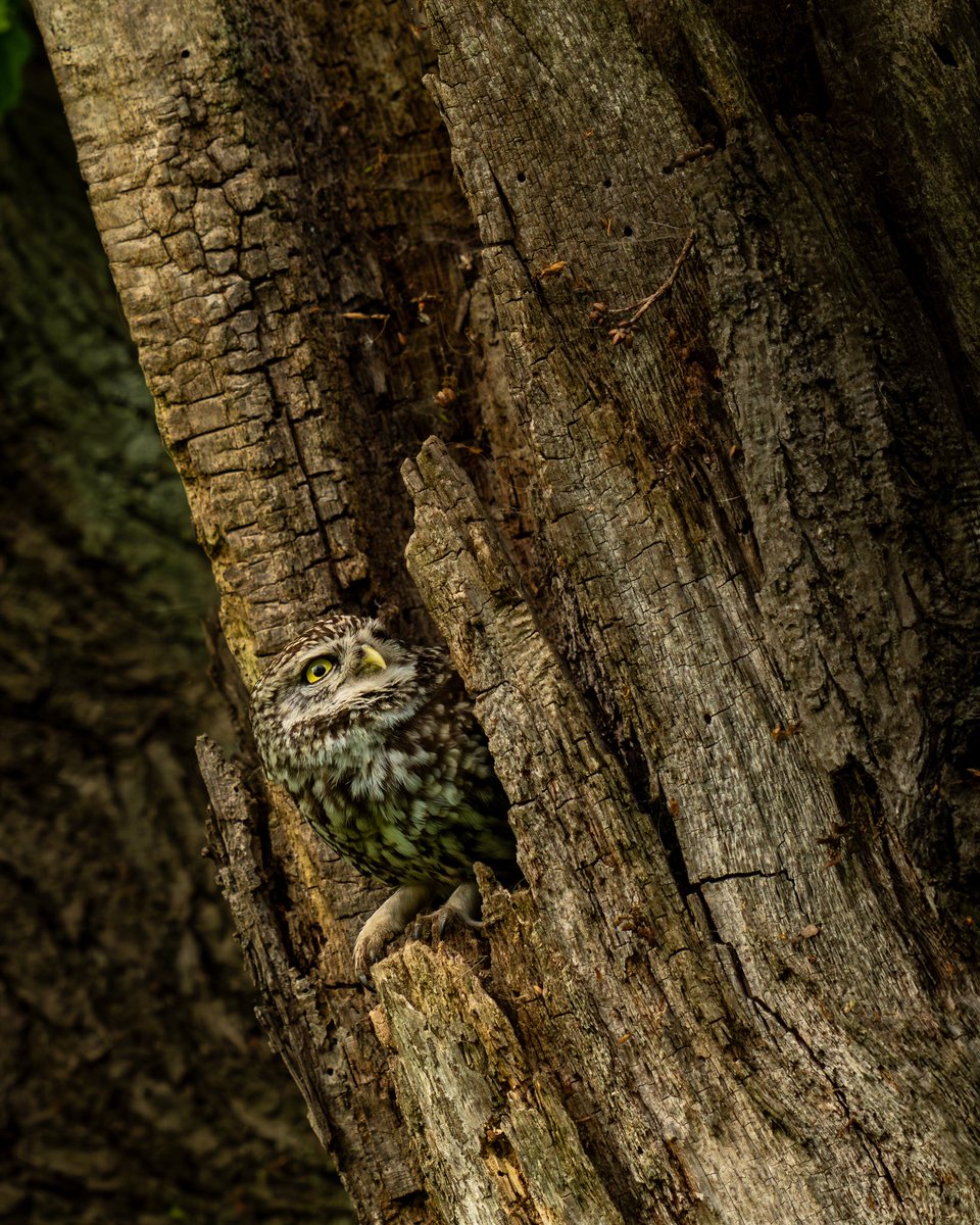 Paul Browning Photography tweet media