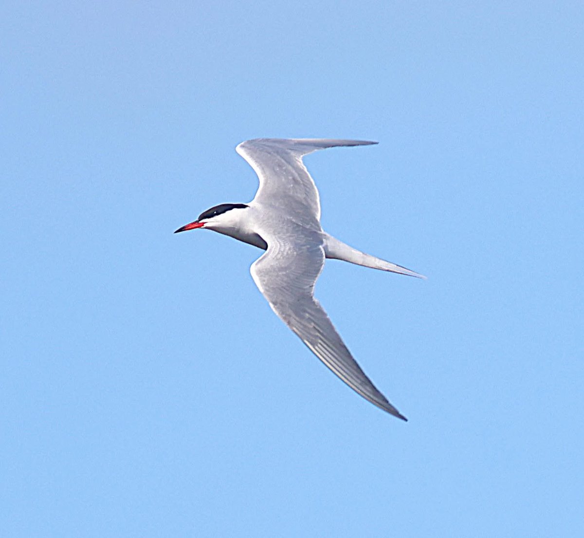 phil cheeseman tweet media