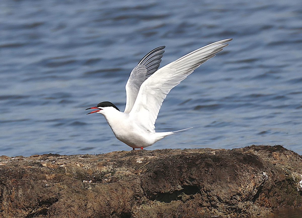 phil cheeseman tweet media